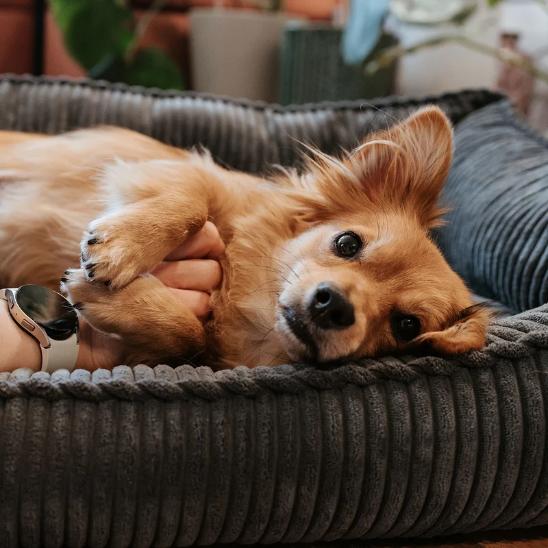 Orthopädisches/Ergonomisches Hundesofa Corbie