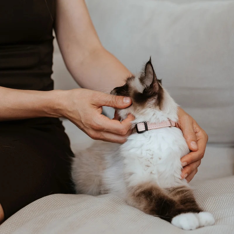 Katzenhalsband Luna