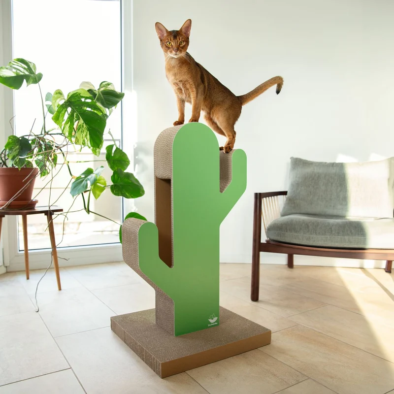 Kratzbaum Cactus