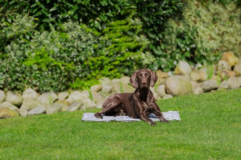 Kühlmatte Soft für Hunde