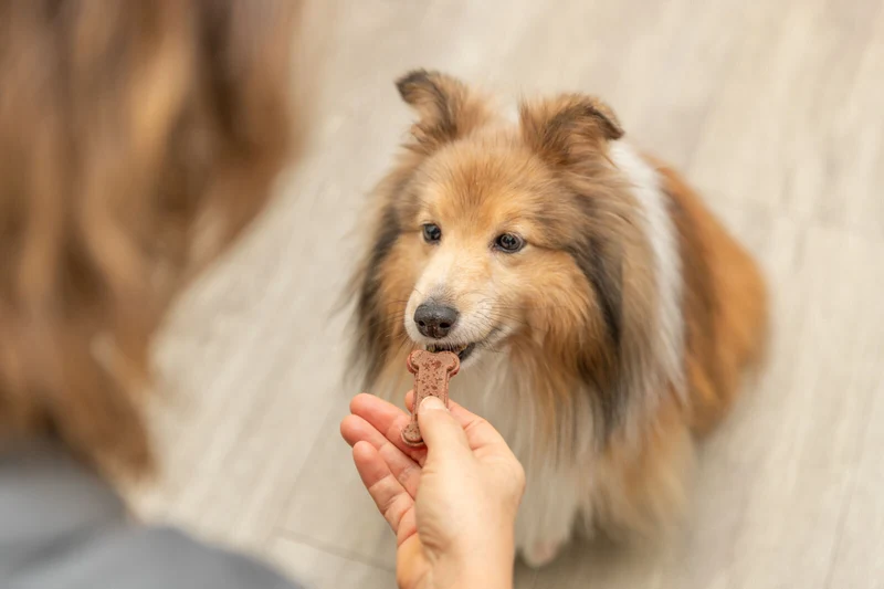Backmatte aus Silikon für große Katzen- und Hundeleckerlis in Knochenform