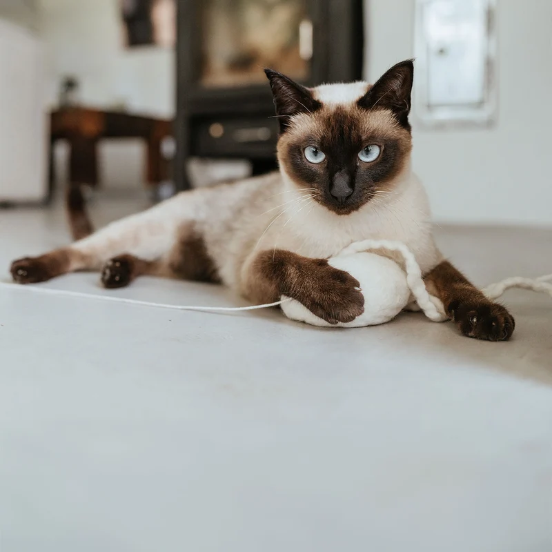 Katzenspielzeug Kwalle Karl