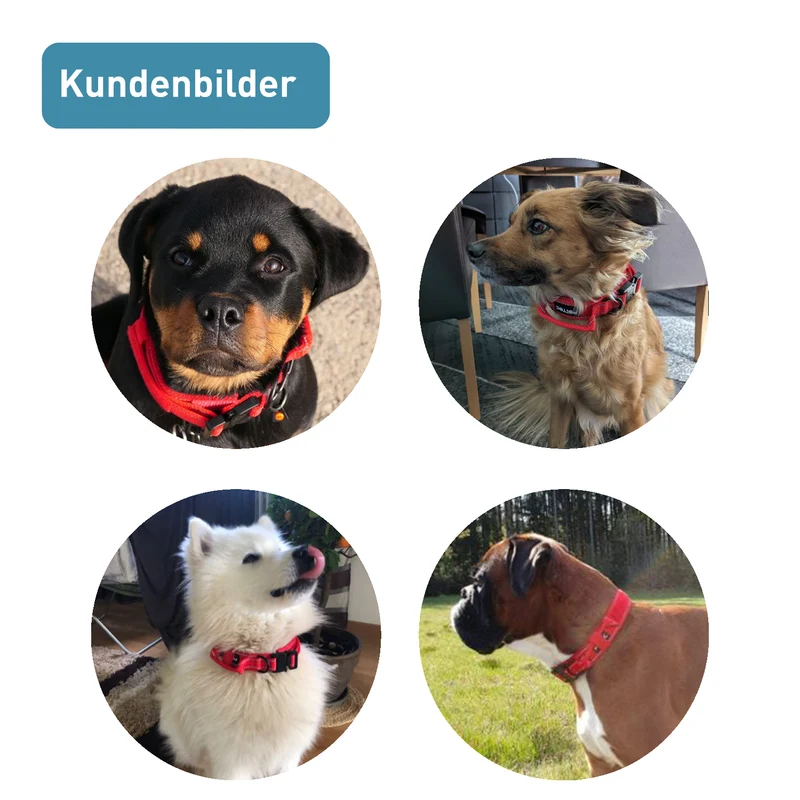 PetTec Hundehalsband aus Neopren & Nylon mit reflektierenden Nähten, rot