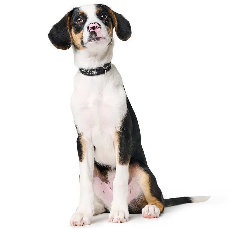 Halsband Diamond Petit