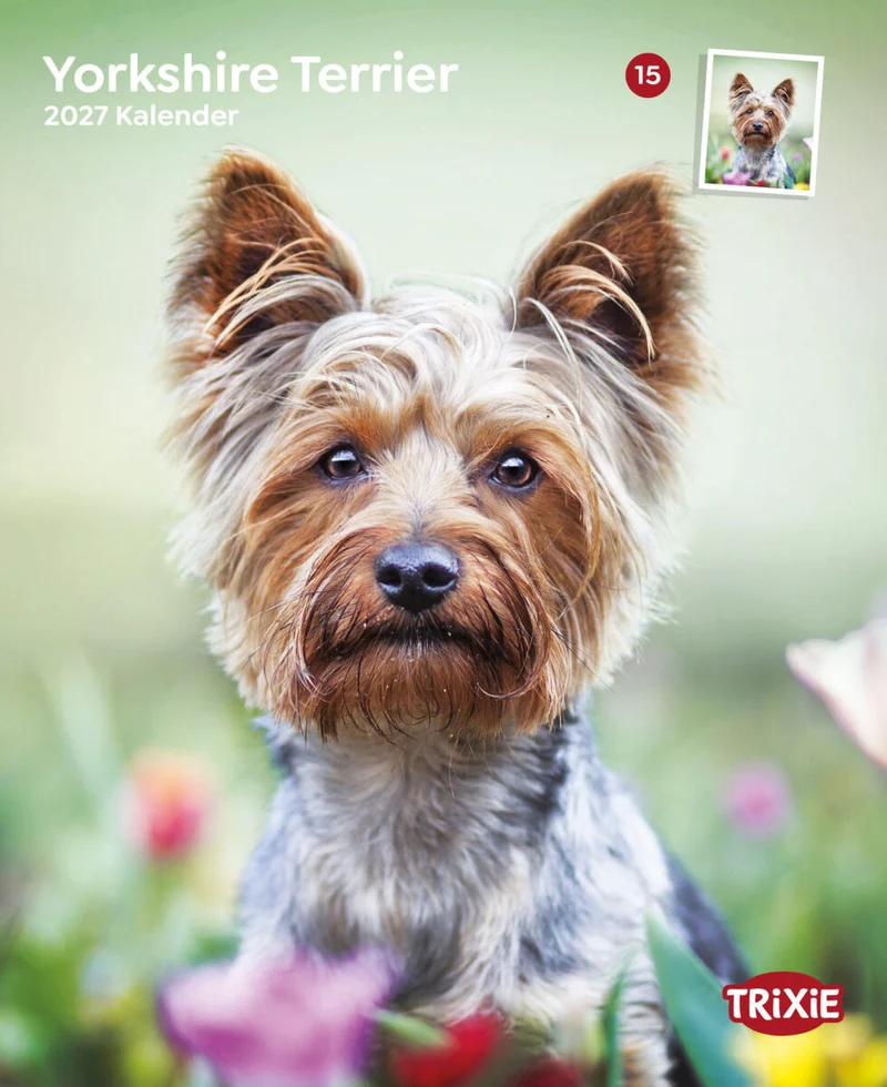 Kalender Yorkshire Terrier