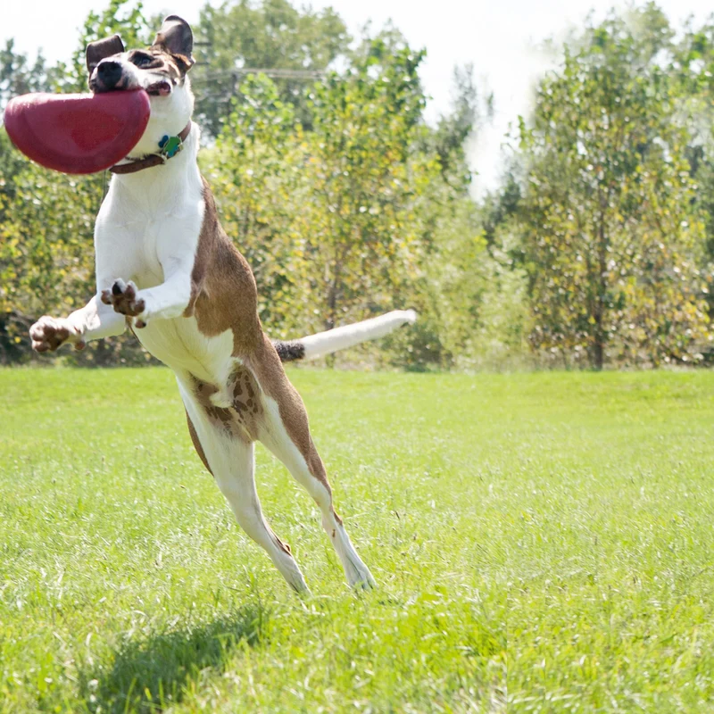 Hundespielzeug KONG® Flyer