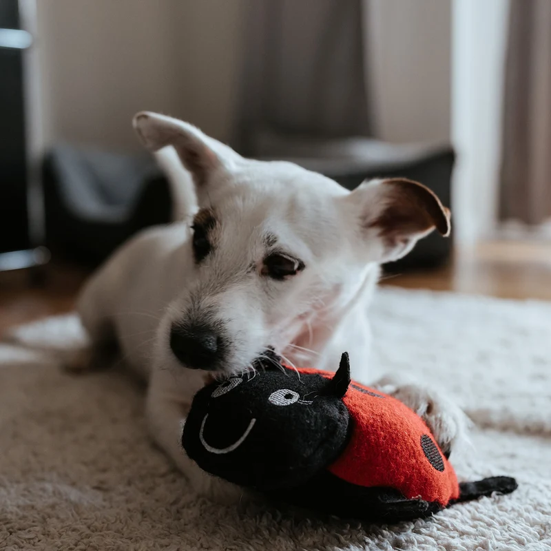 Hundespielzeug Florenz
