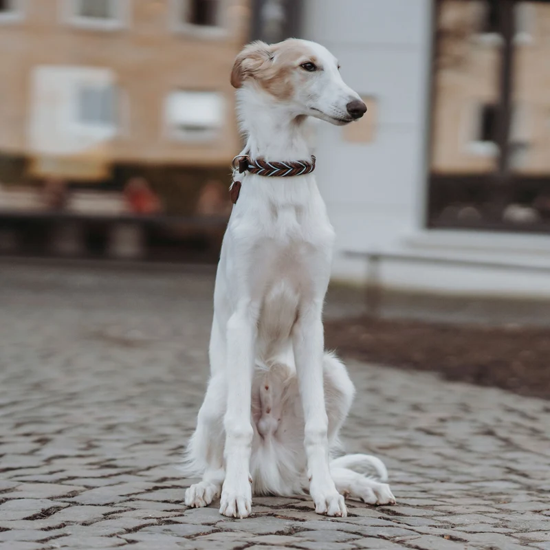 Halsband Solid Education Cord