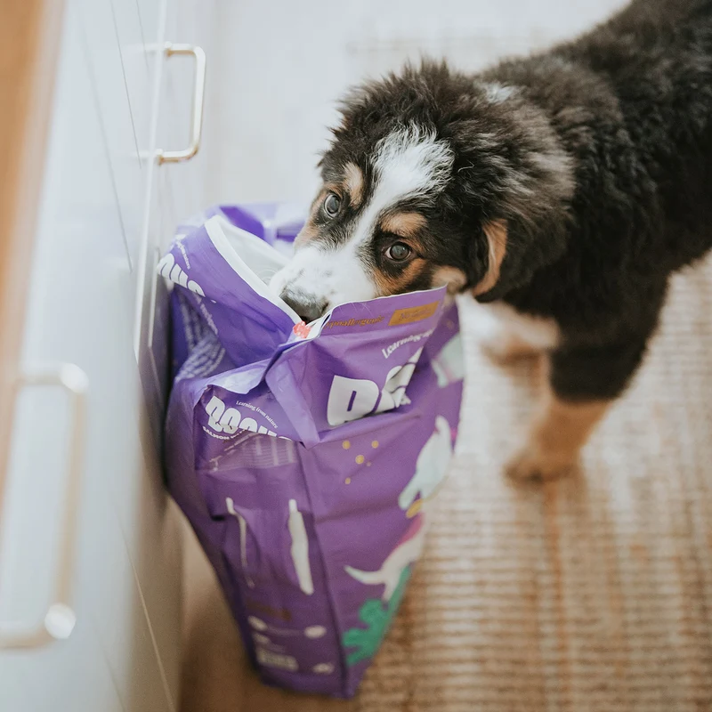 Hundefutter Boons Lachs (für Welpen mittlerer und großer Rassen)