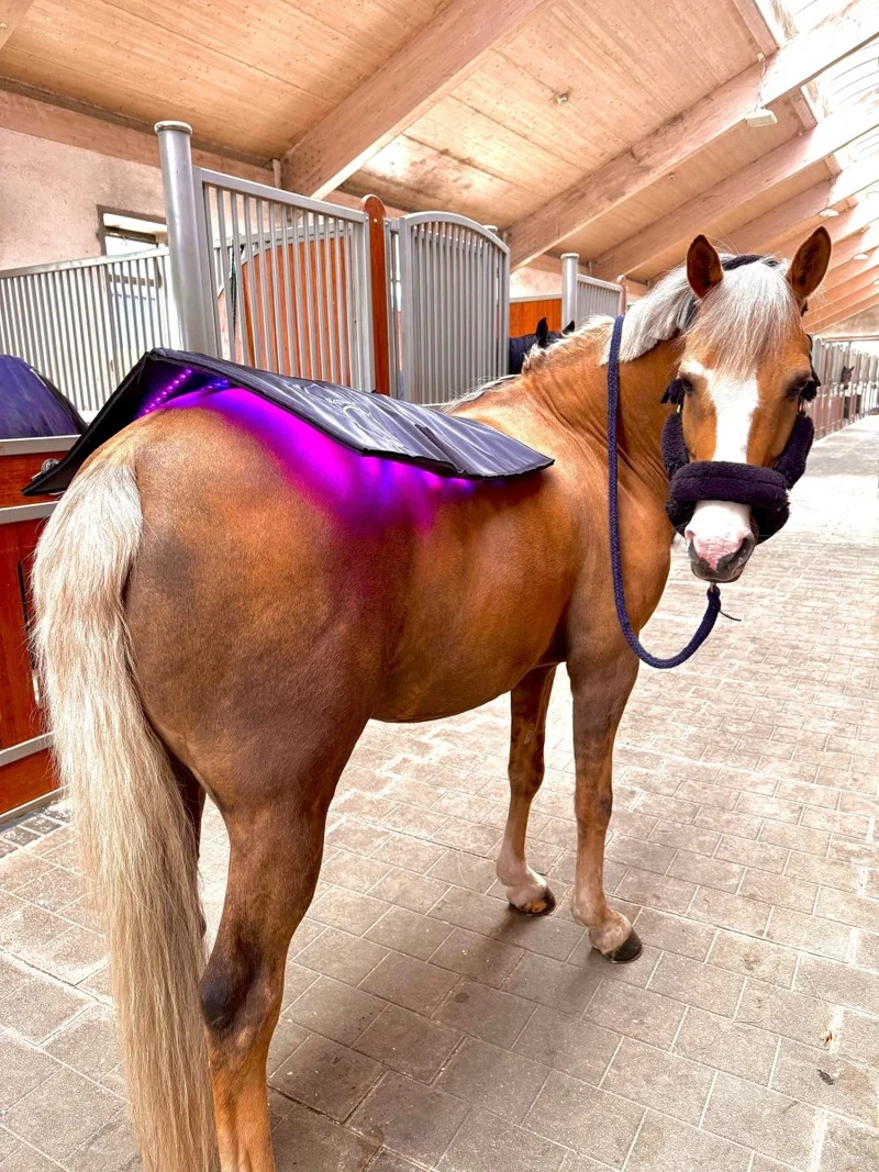 Equine LTS - Topline - NEU 2025