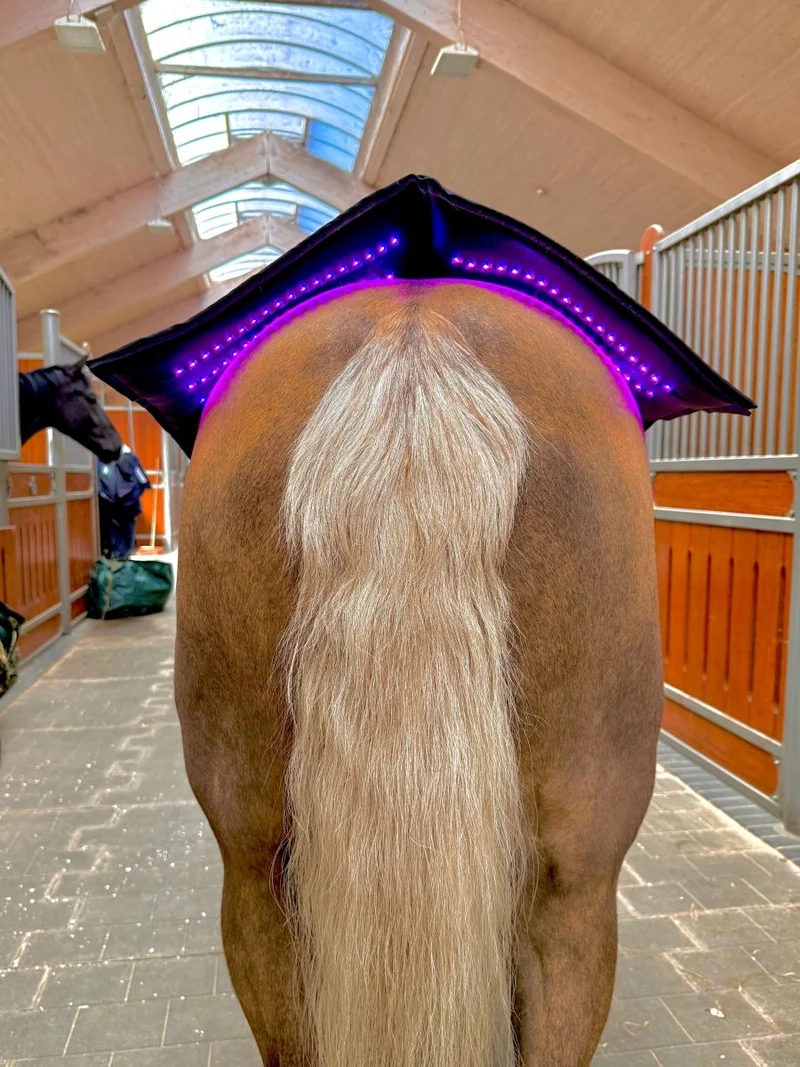Equine LTS - Topline - NEU 2025