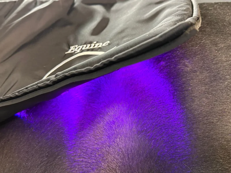 Equine LTS - Topline - NEU 2025