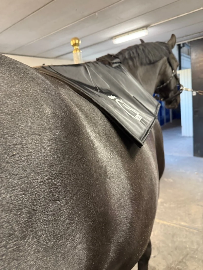 Equine LTS - Topline - NEU 2025