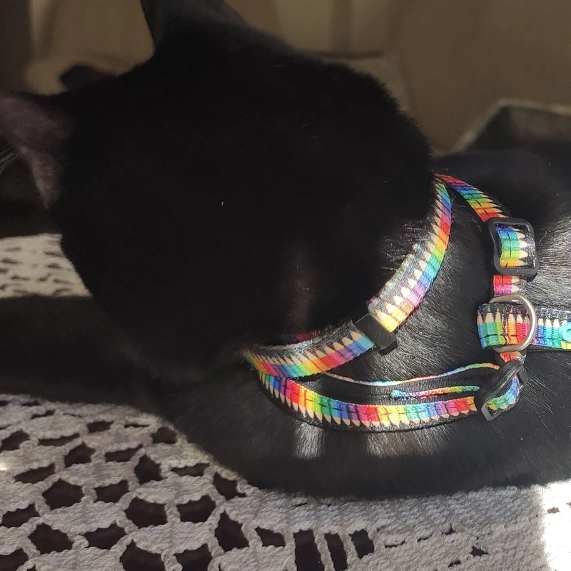 Katzenhalsband Smart ID