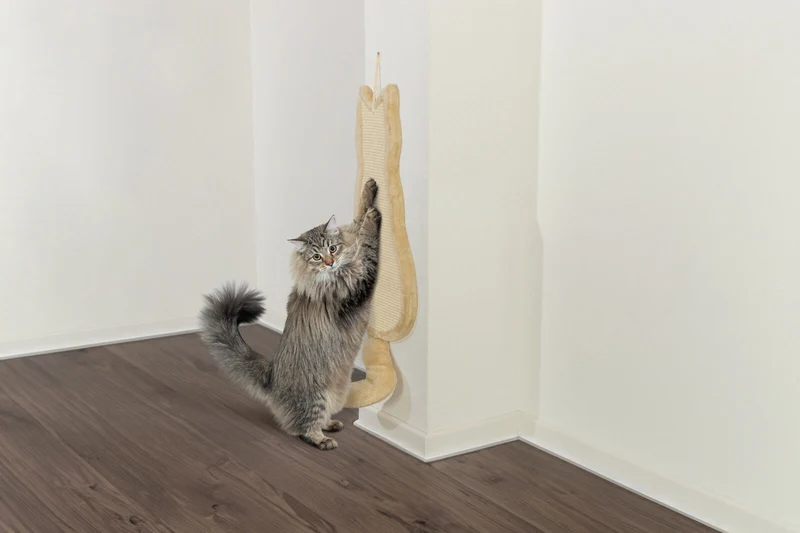 Kratzbrett Katze