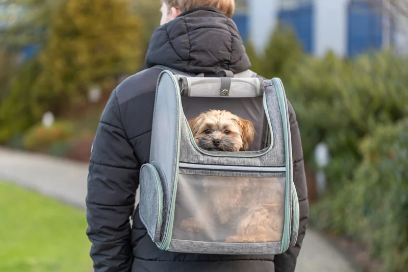 Luftdurchlässiger Hunde- und Katzenrucksack Chloe aus Mesh mit Brust- und Taillengurt, hellgrau/salbei