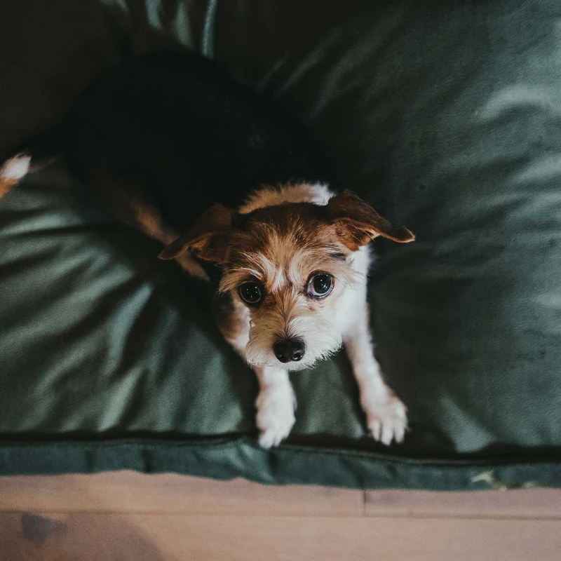 Orthopädisches/Ergonomisches Hundekissen Merida