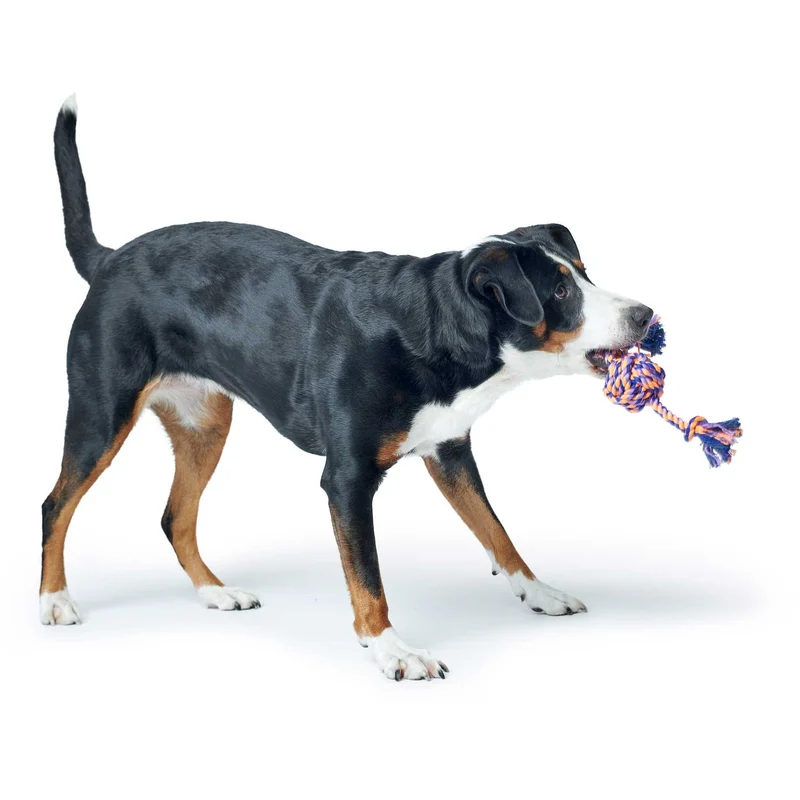 Hundespielzeug Jena