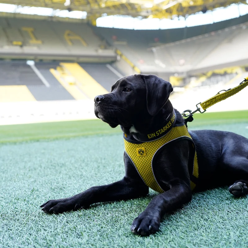 Geschirr Hilo Comfort BVB