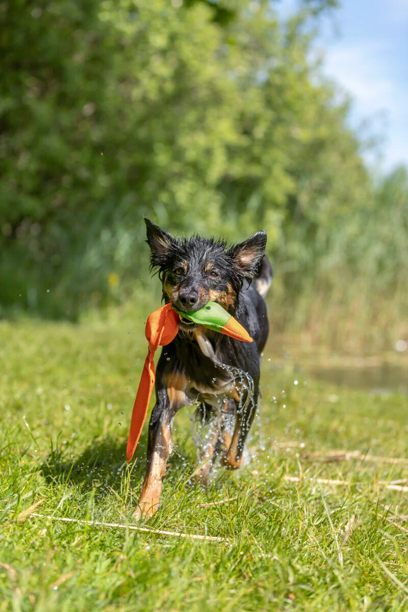 Ente Hundespielzeug