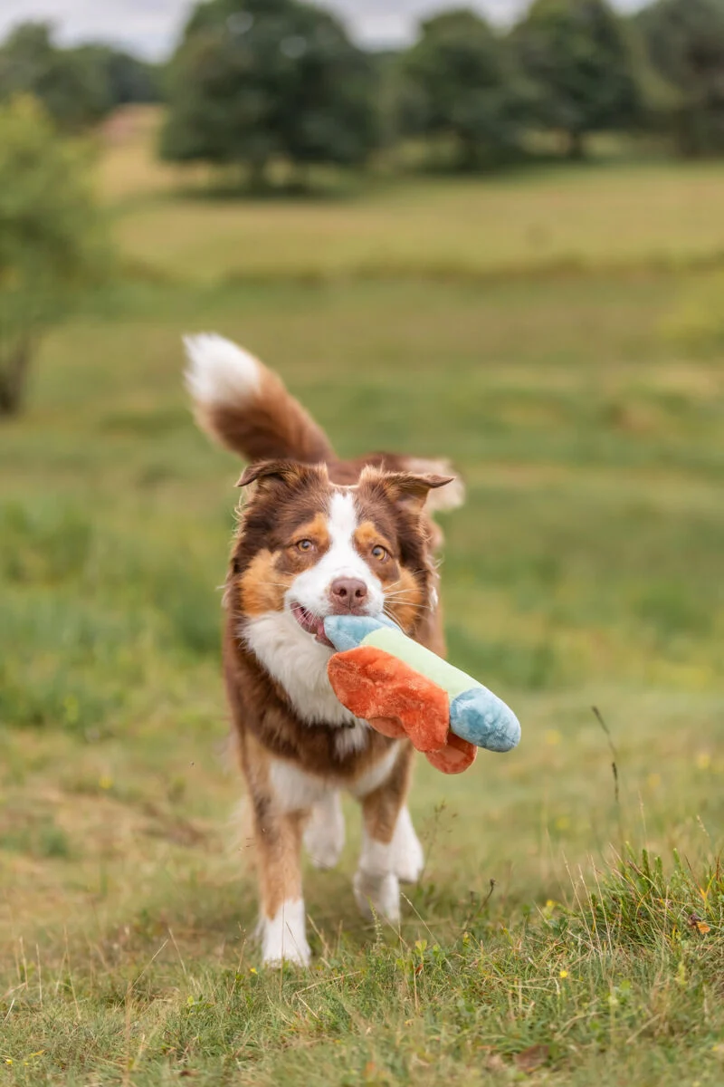 Hundespielzeug Plüsch-Schmetterling mit Knistereffekt