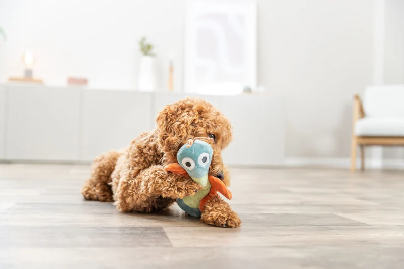 Hundespielzeug Plüsch-Schmetterling mit Knistereffekt