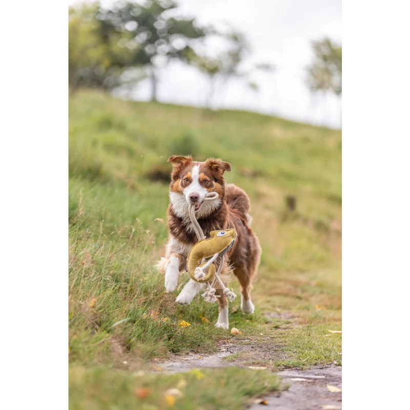 Hundespielzeug Chamäleon am Tau aus Echtleder