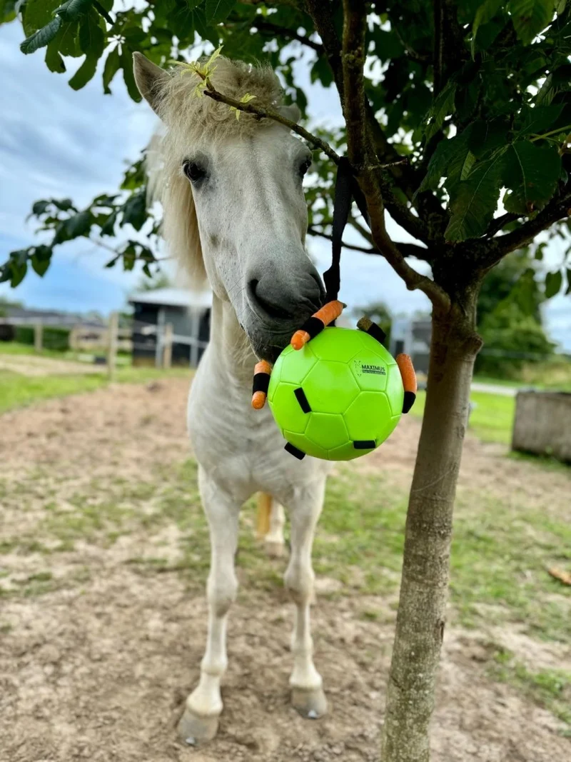 Aktivitätsspielzeug - Ball für Karotten - Grün