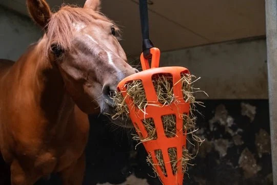 Aktivitätsspielzeug - Orange Karotte