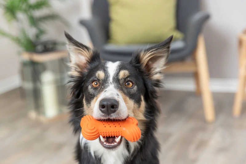 Knister-Knochen Hundespielzeug