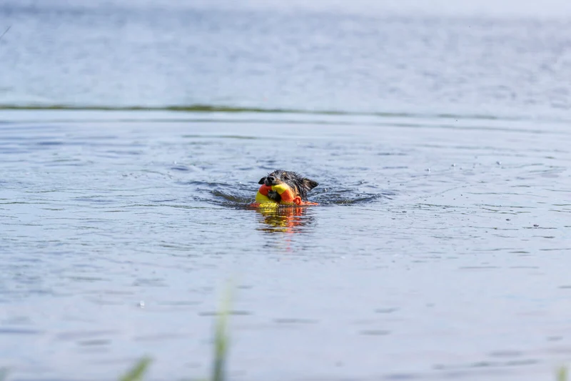 Aqua Toy Ente am Seil