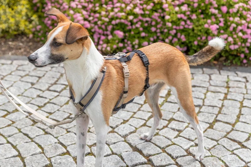 Panik-Adapter Stay für Geschirre