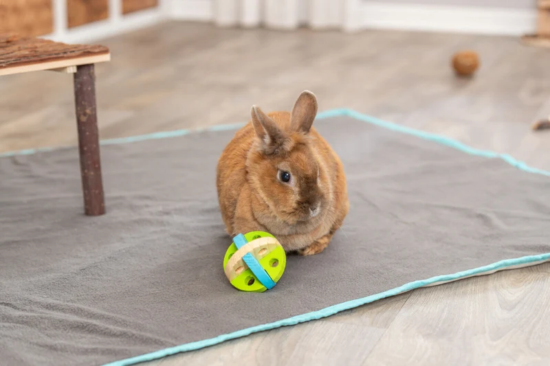 Spiel- und Snackball