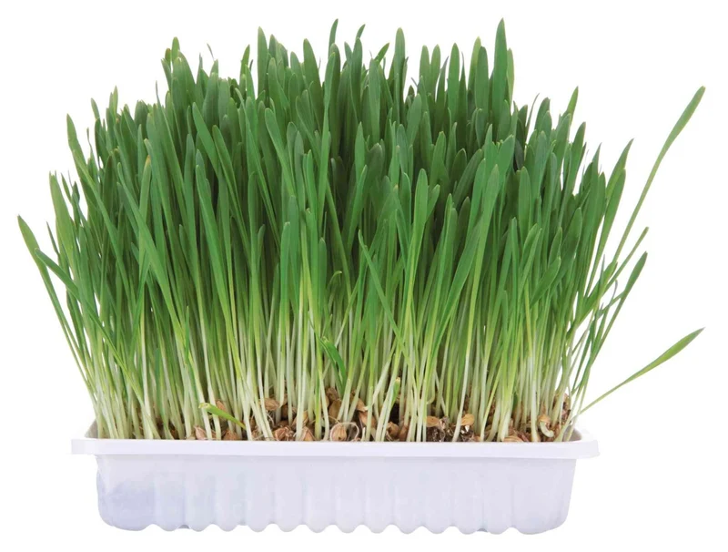Kleintiergras