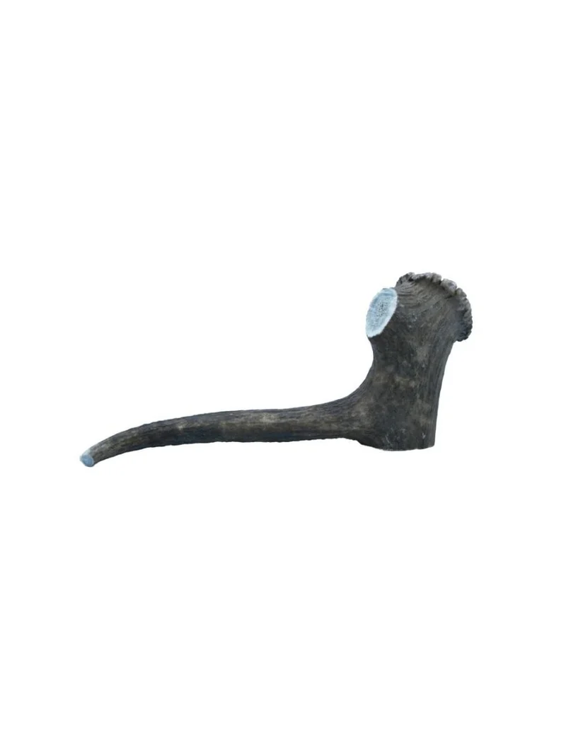 Hirschgeweih - Geweih - XXLarge 220-300g