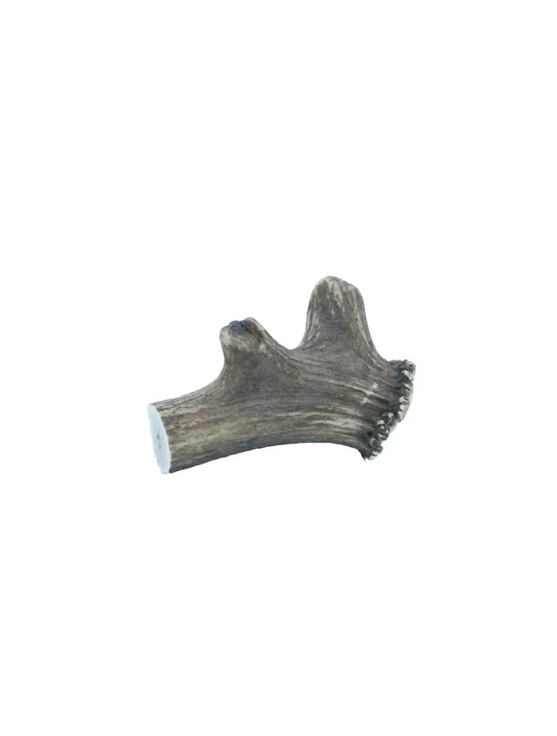 Hirschgeweih - Geweih - XXLarge 220-300g