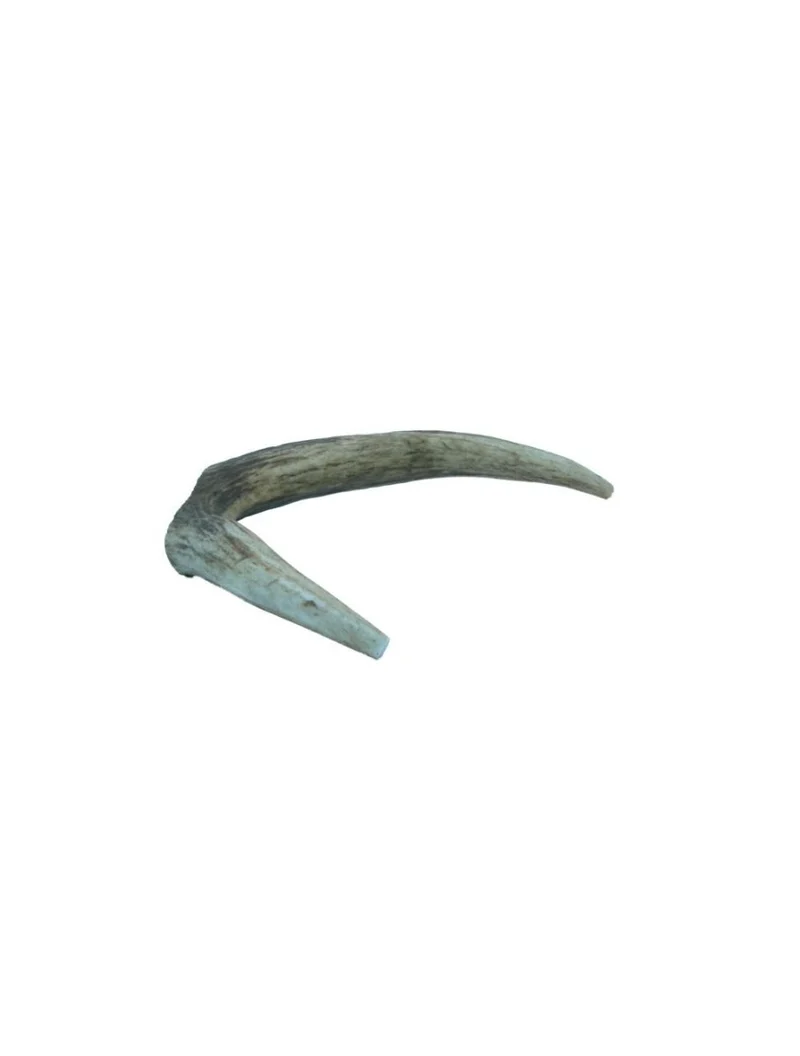 Hirschgeweihe – Geweihe – klein, 50–75 g