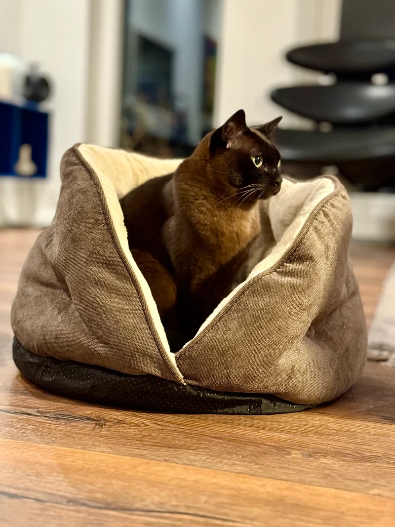 Barkly Luna Katzenbett – Braun