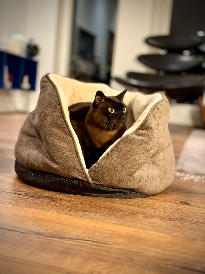 Barkly Luna Katzenbett – Braun
