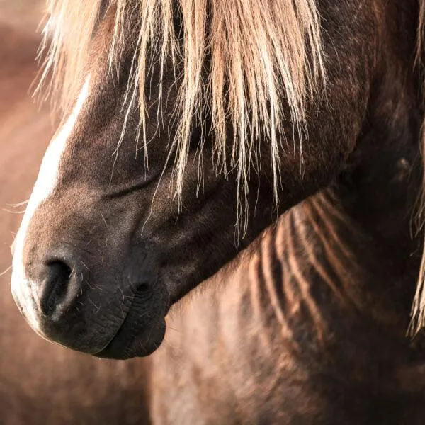 Nathalie Horse Care Islandpferde-Shampoo