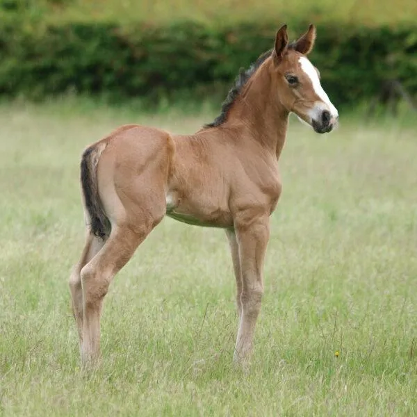 Nathalie Horse Care Fohlenshampoo