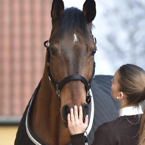 Nathalie Horse Care – Universalsalbe