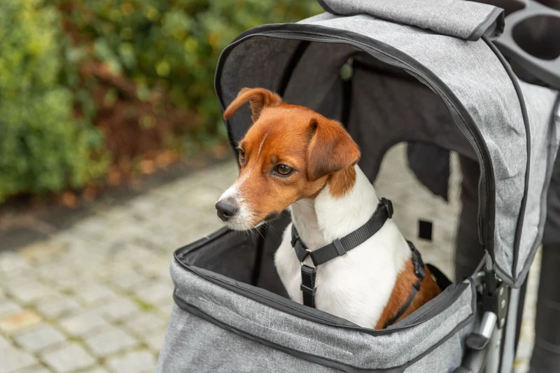 Buggy mit 4 Rädern für Hunde bis 15 kg