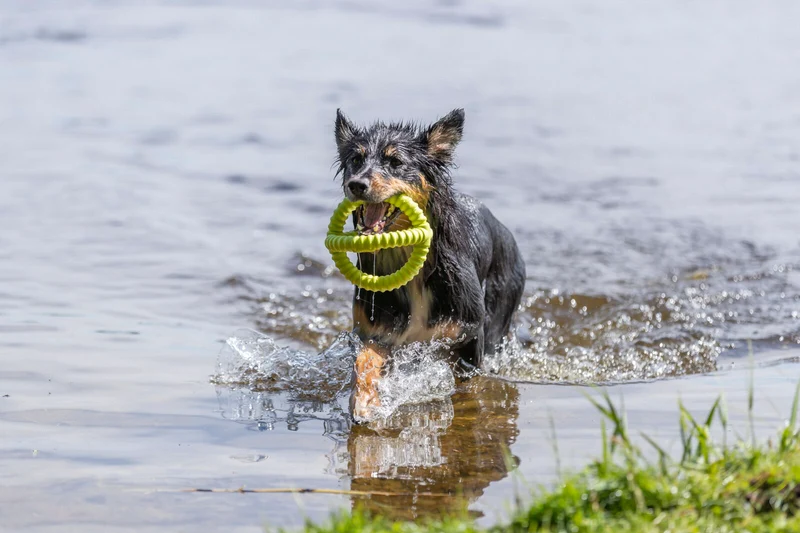 Aqua Toy Greifer