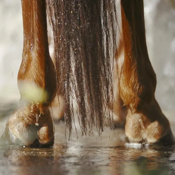 Nathalie Horse Care – Shampoo – After Work Wellness