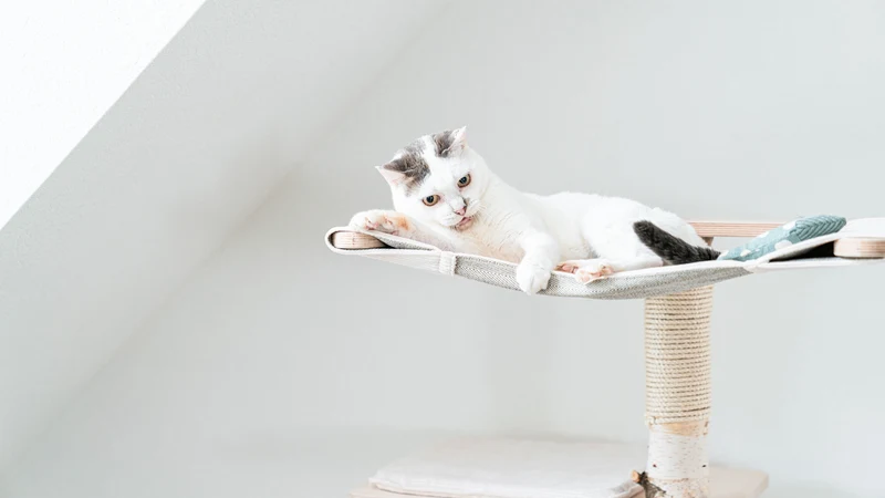 RELAX – Katzen-Hängematte aus Birke