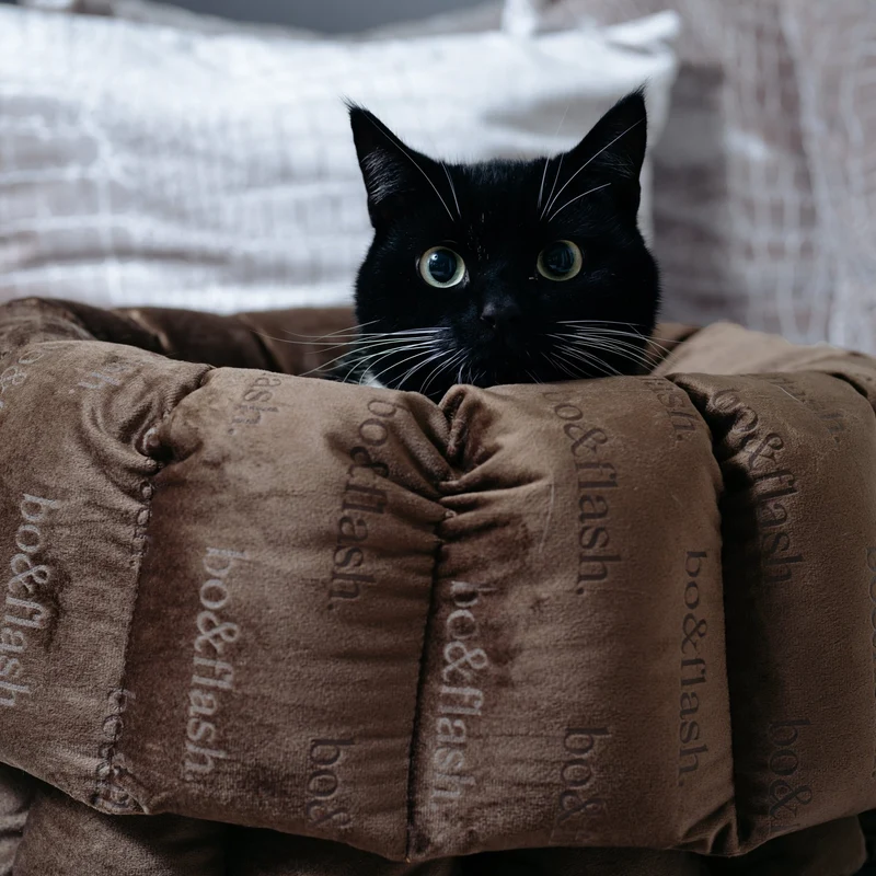 Katzenbett Los Angeles "Taupe"
