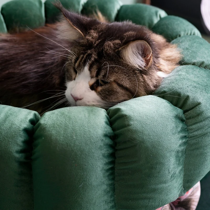 Katzenbett Los Angeles "Elodie"