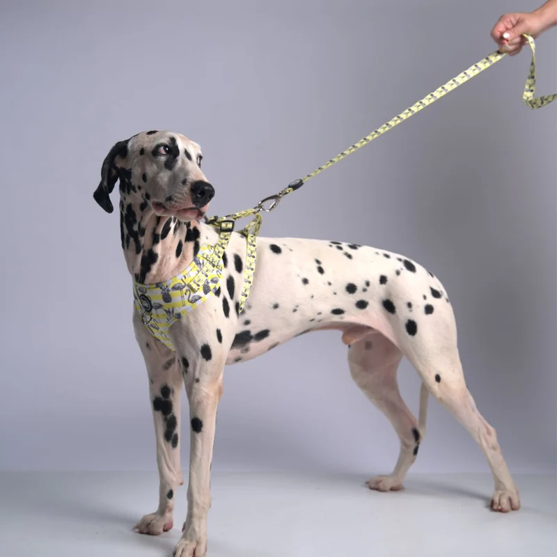 Bud & Billy Dog Strong & Durable Leash - Lightweight, 1.8 Meters (XS-L) Flamingo Collection, Yellow & White Stripe