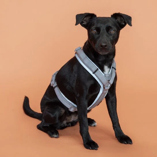 Kentucky Hundegeschirr - Mit Reflektor - "Reflective"